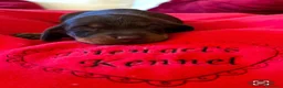 Bassotto cani in vendita: Cucciolo bassotto kaninchen/nano - Annuncio 25