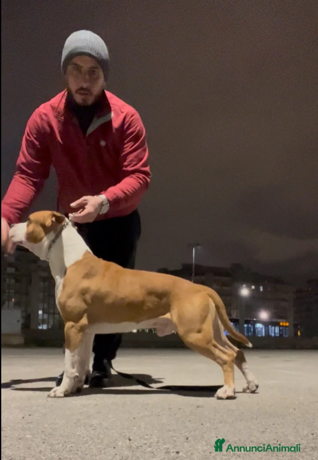 American Staffordshire cani in vendita: amstaff con titolo di giovane campione italiano  a Città metropolitana di Palermo - Annuncio 4