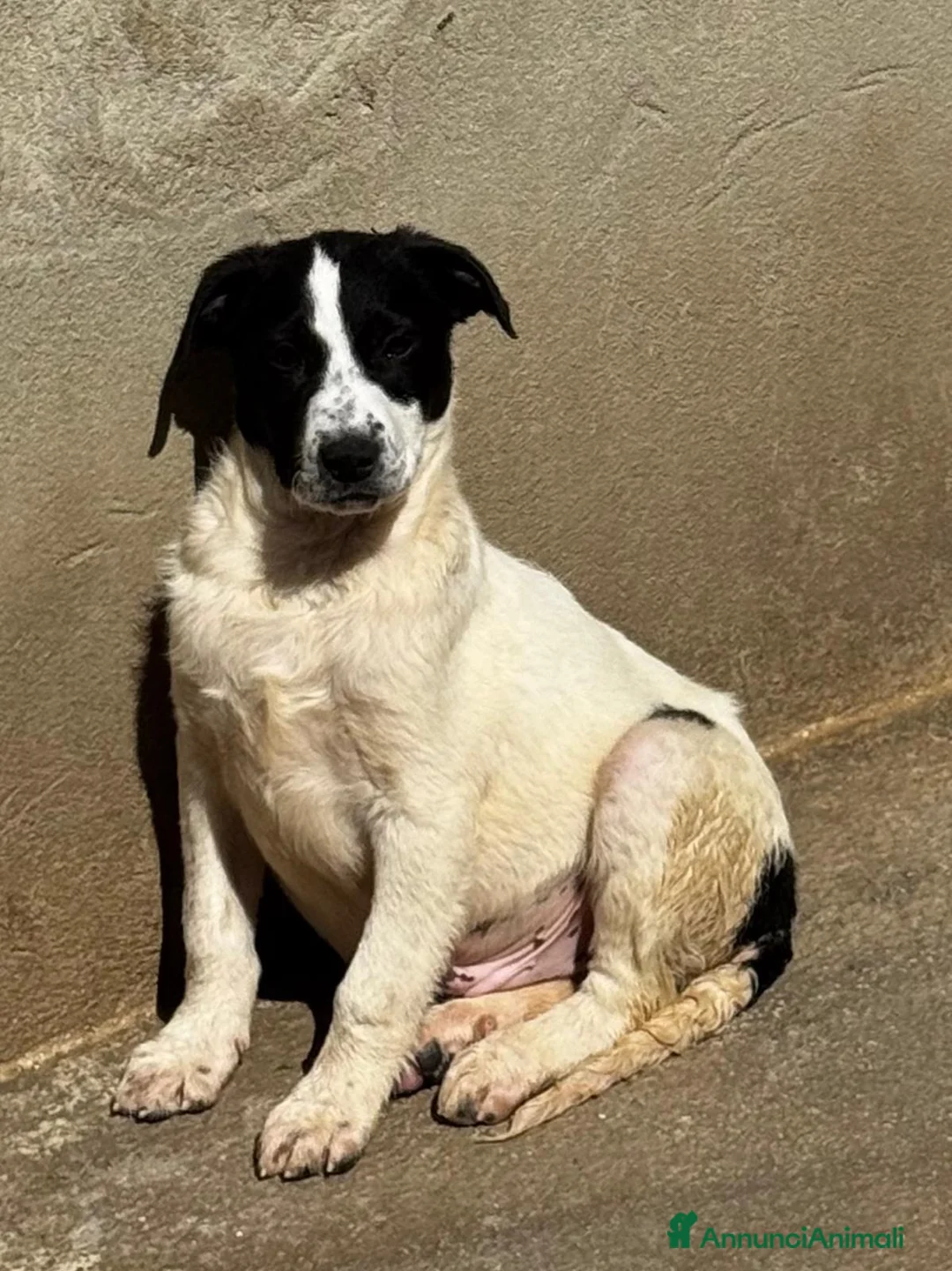 Meticcio cani in regalo: Oliver cucciolo taglia medio grande  a Città Metropolitana di Torino - Annuncio 1