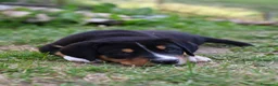Grande Bovaro Svizzero cani in vendita: 🐾 Cuccioli di Grande Bovaro Svizzero disponibili! - Annuncio 6