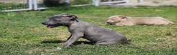 Pitbull cani in vendita: Cuccioli Pit Bull pronta consegna anche a rate - Annuncio 23