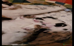 Europeo gatti in regalo: Gattine di due mesi e mezzo a Provincia di Reggio Emilia - Immagine 3