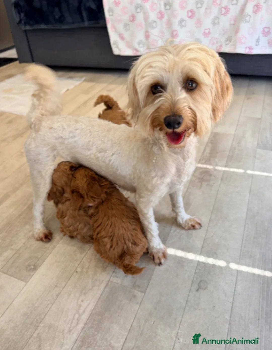 Maltipoo cani in vendita: Splendidi cuccioli di Maltipoo 💖 - Annuncio 17