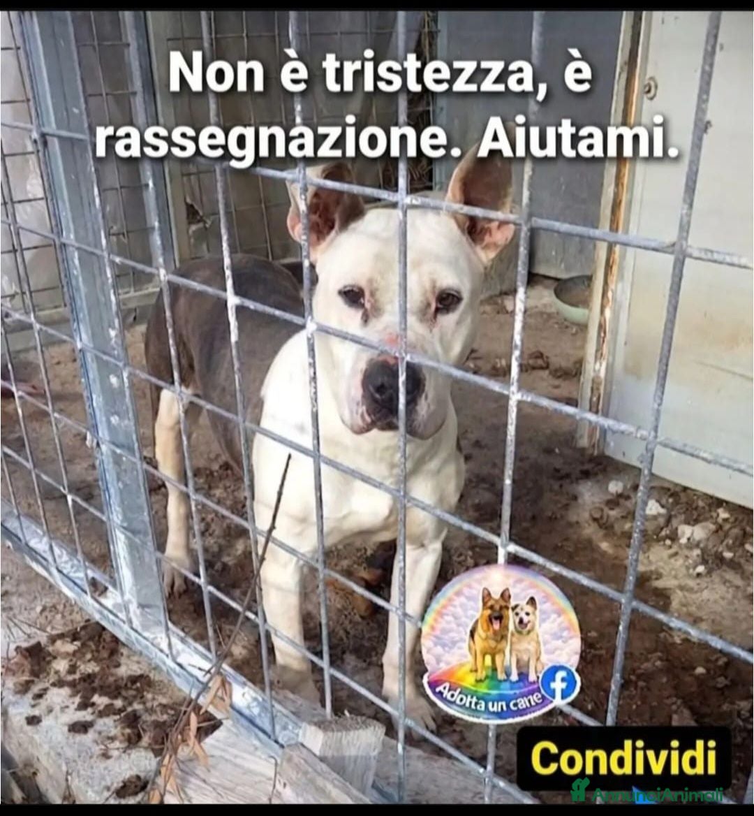 Meticcio cani Molossina 3anni VIVE IN STO STATO,POSSIBILE?SALERN - Annuncio 1
