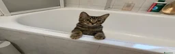 Altre razze gatti in vendita: gattina 5 mesi a Città Metropolitana di Firenze - Annuncio 3