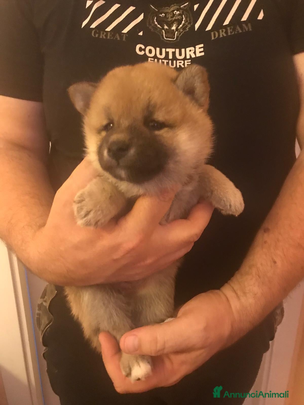Shiba Inu cani in vendita: Cuccioli shiba Inu stupendi  a Provincia di Ancona - Annuncio 6