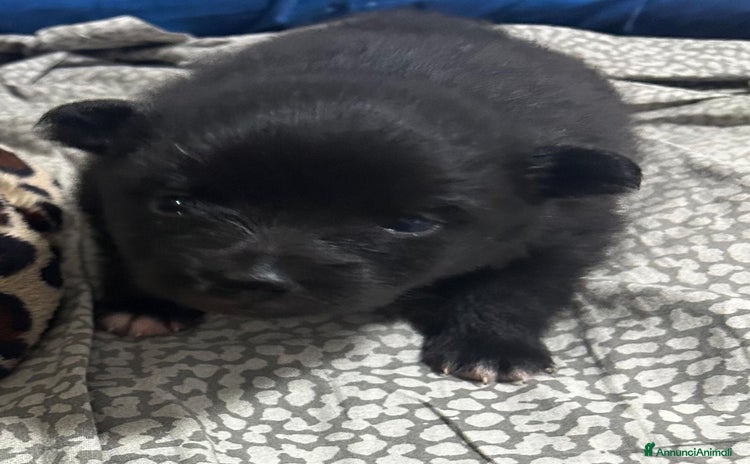 Spitz cani - Annuncio 1