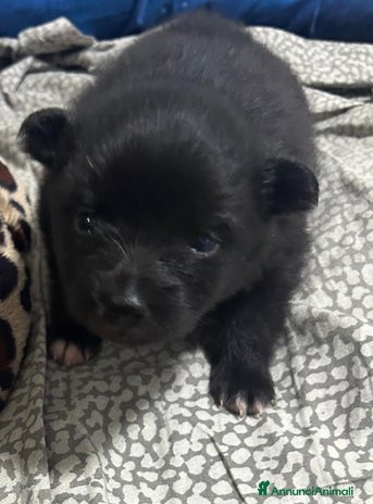 Spitz cani - Annuncio 2