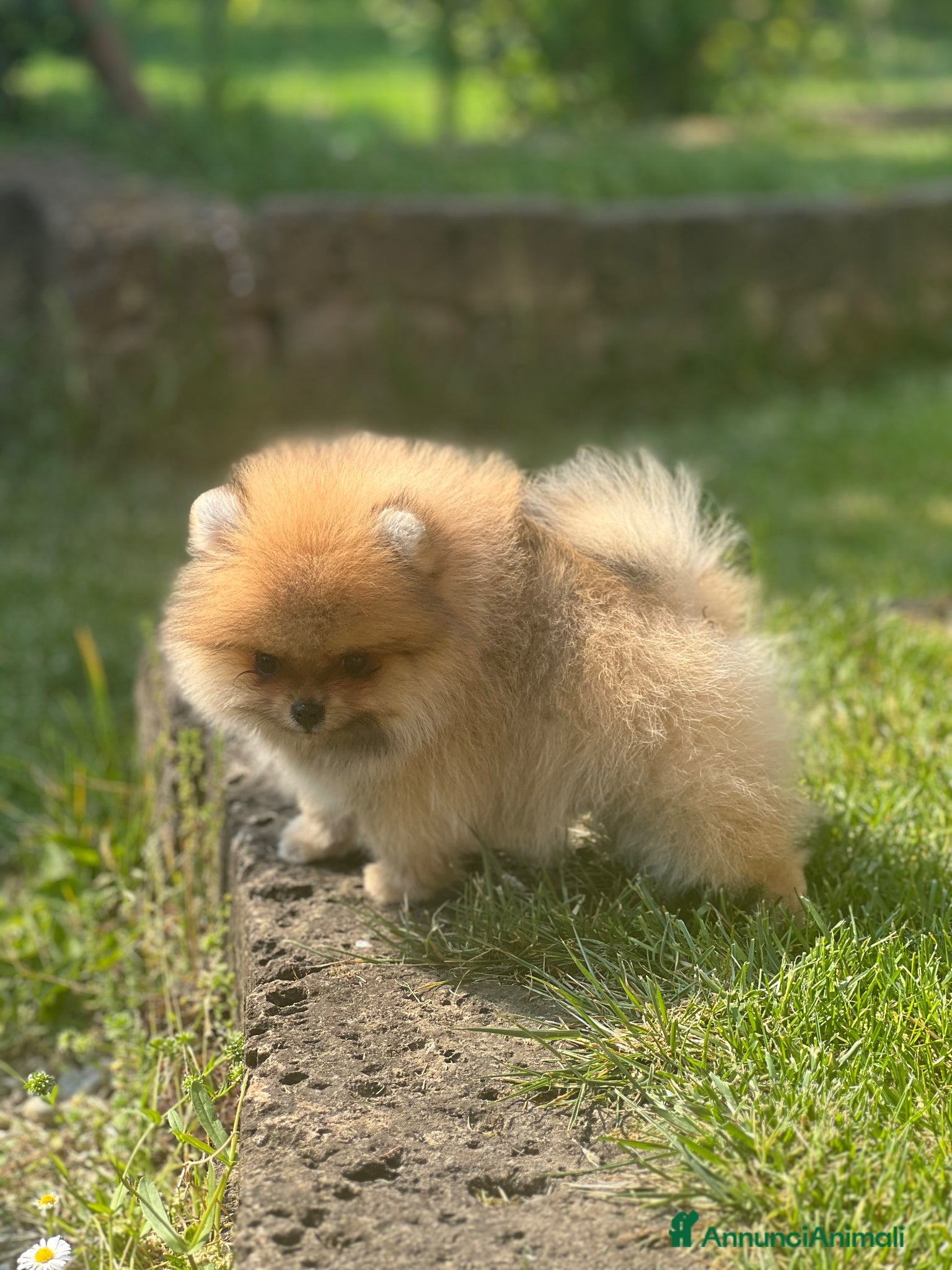 Volpino Pomerania cani Cucciolo Pomerania con pedigree Enci - Annuncio 2