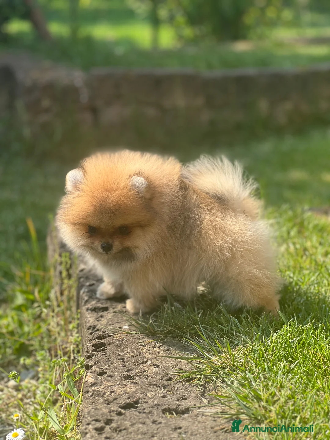 Volpino Pomerania cani in vendita: Cucciolo Pomerania con pedigree Enci - Annuncio 1