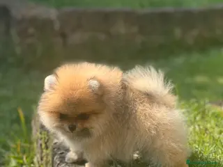 Volpino Pomerania cani Cucciolo Pomerania con pedigree Enci - Annuncio 2