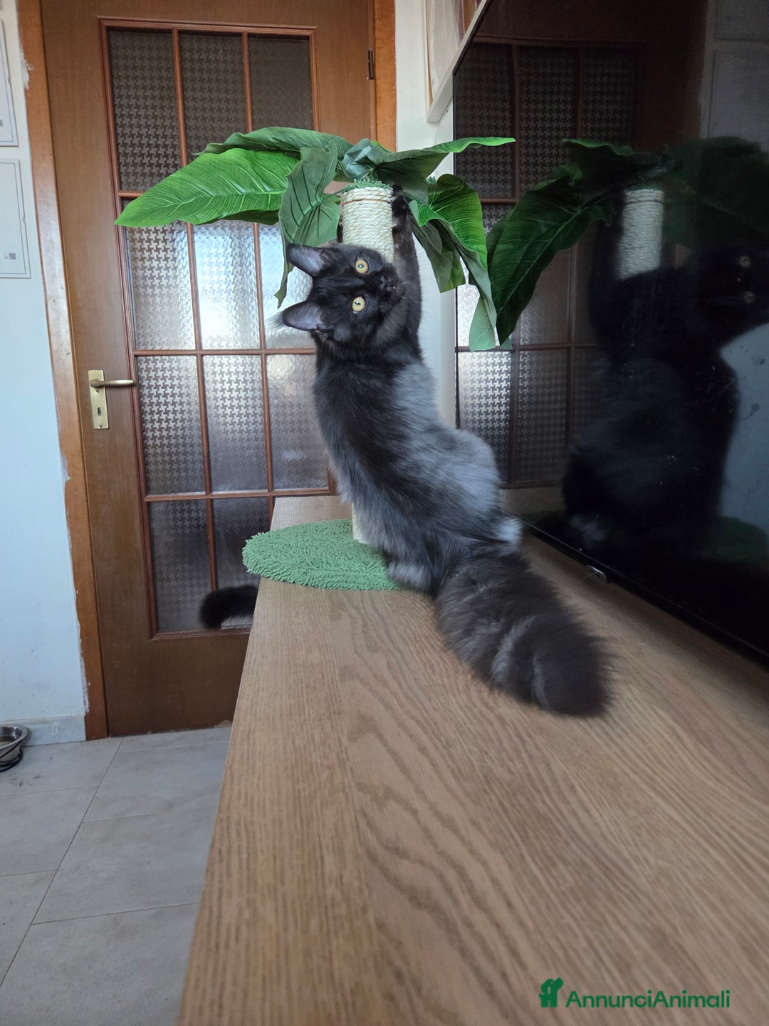 Maine Coon gatti in vendita: Maine Coon - 2 maschie e 1 femmina - Annuncio 10