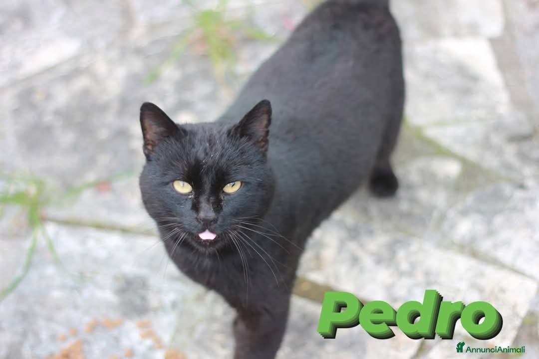 Europeo gatti in regalo: 💙 PEDRO 💙 - Annuncio 2