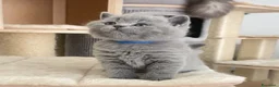 British gatti in vendita: British shorthair blu - Annuncio 12