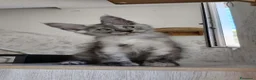 Maine Coon gatti in vendita: Cucciolo Maine Coon black smoke maschio - Annuncio 9