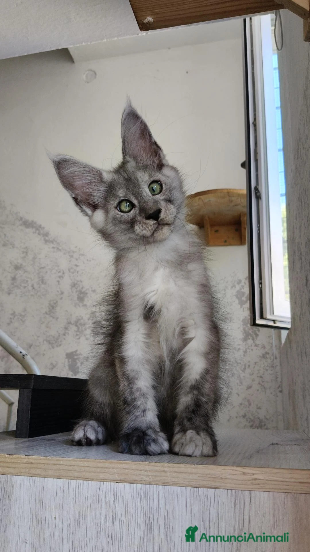 Maine Coon gatti in vendita: Cucciolo Maine Coon black smoke maschio - Annuncio 9