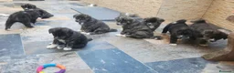 Akita Inu cani in vendita: Cuccioli di Akita Inu tigrate  - Annuncio 9