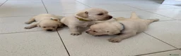 Labrador cani in vendita: Cuccioli Labrador Miele - Annuncio 2