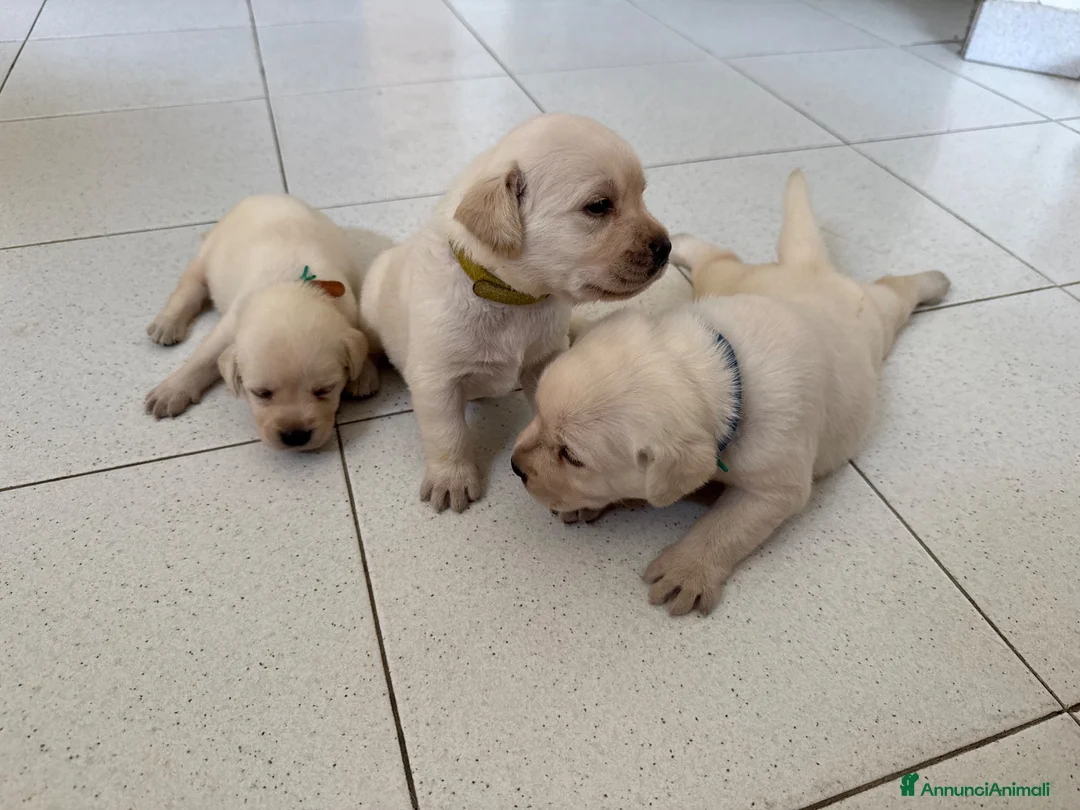Labrador cani in vendita: Cuccioli Labrador Miele - Annuncio 2