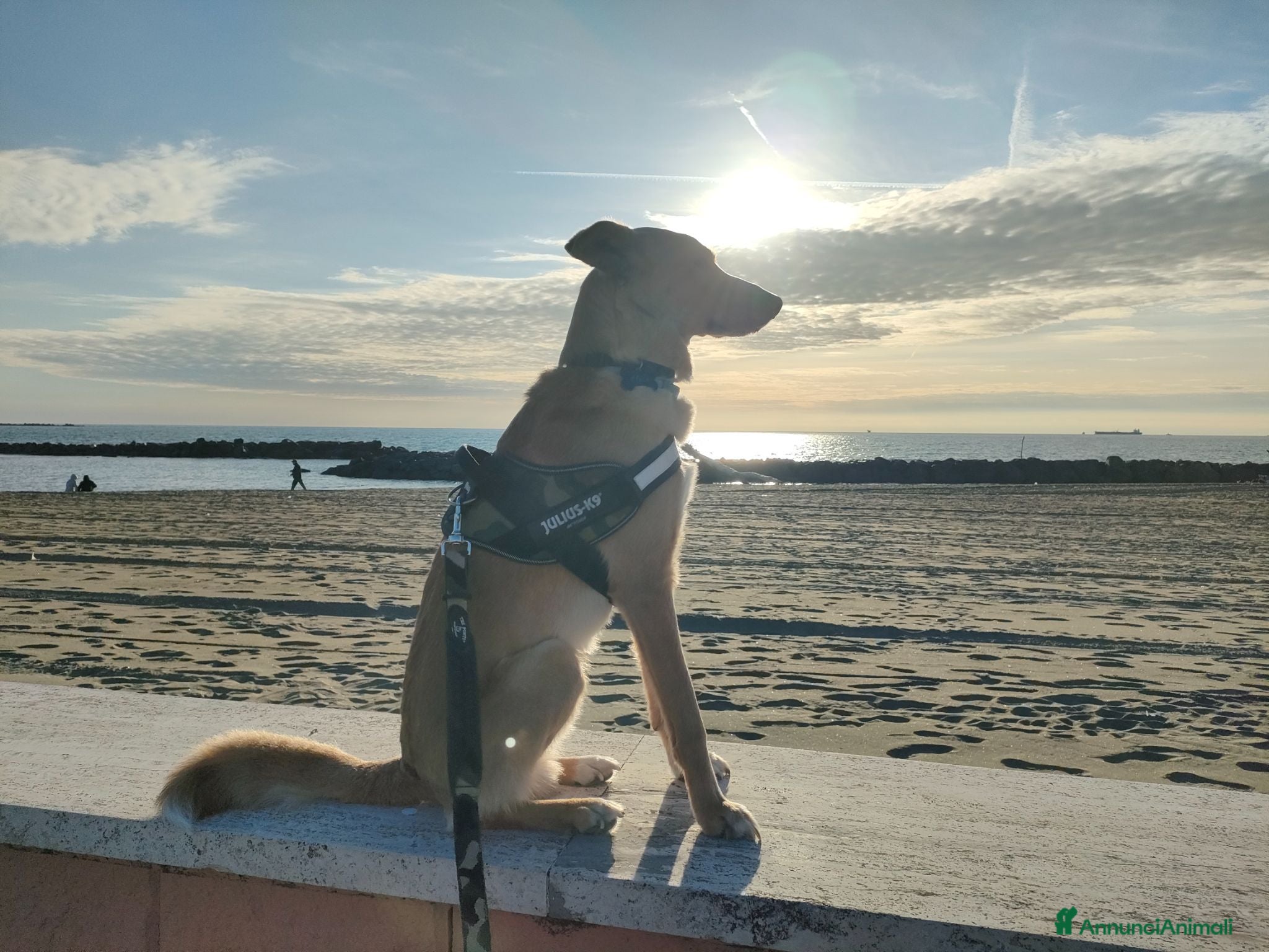 Meticcio cani Regalo meticcio - Annuncio 31