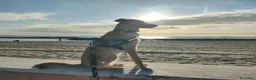 Meticcio cani in regalo: Regalo meticcio - Annuncio 1