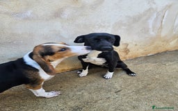 Meticcio cani in regalo: Beatrice: cucciolotta taglia contenuta socievole  a Città Metropolitana di Genova - Immagine 29