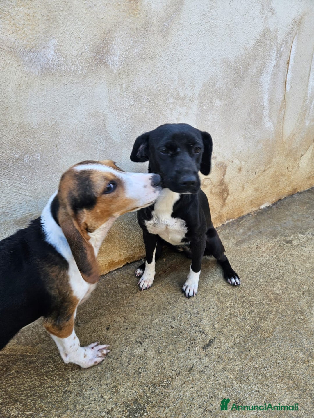 Meticcio cani in regalo: Beatrice: cucciolotta taglia contenuta socievole  a Città Metropolitana di Genova - Immagine 29