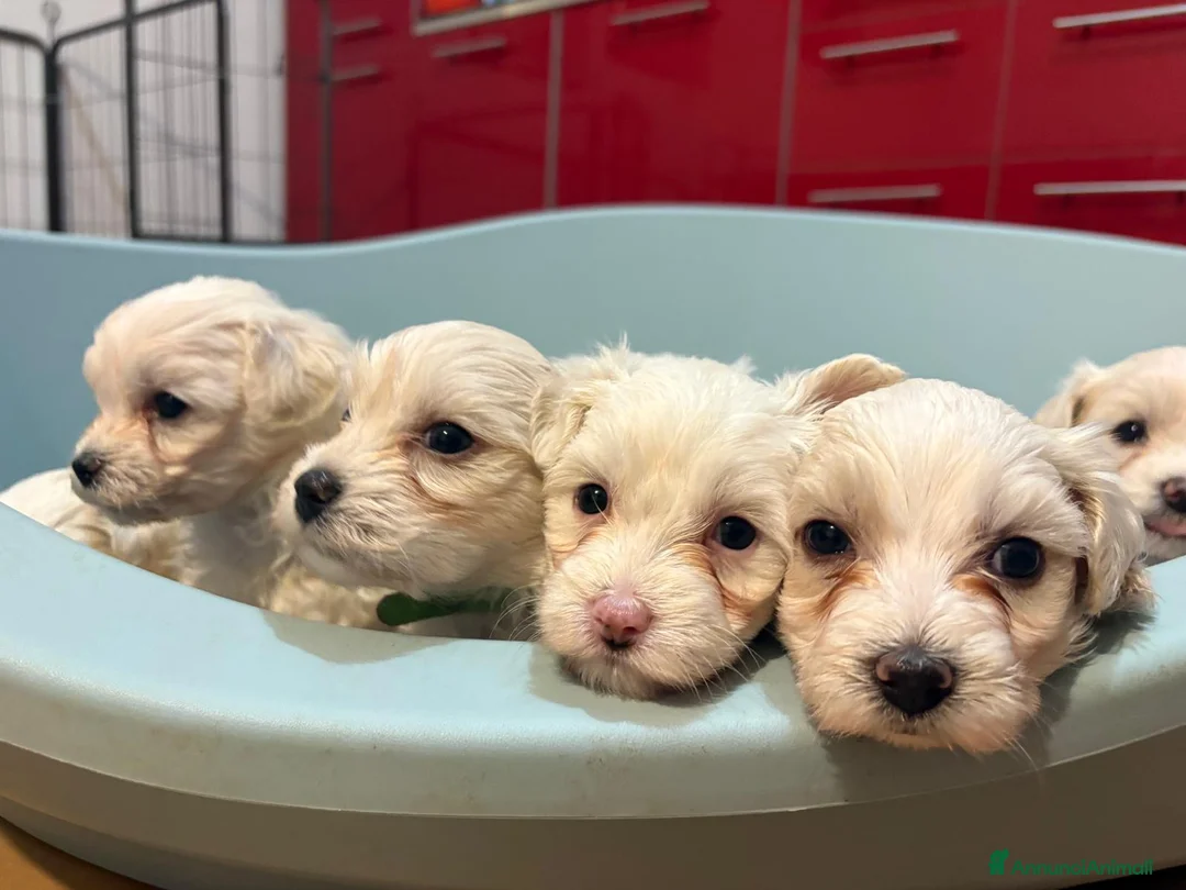 Maltese cani in vendita: Dolcissimi Cuccioli di Maltese  - Annuncio 2