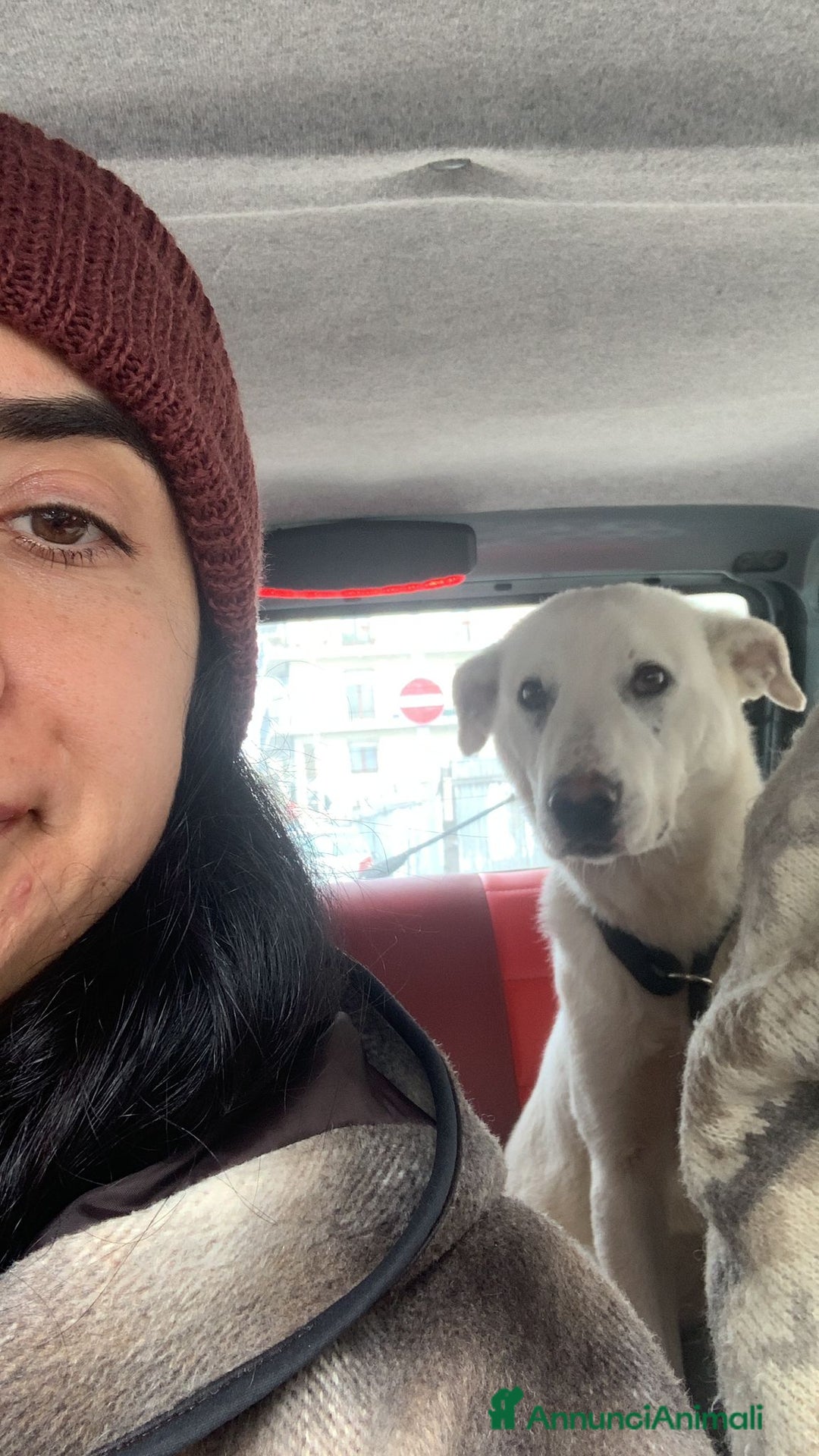 Meticcio cani in regalo: Chiara metticio socievole  - Annuncio 3