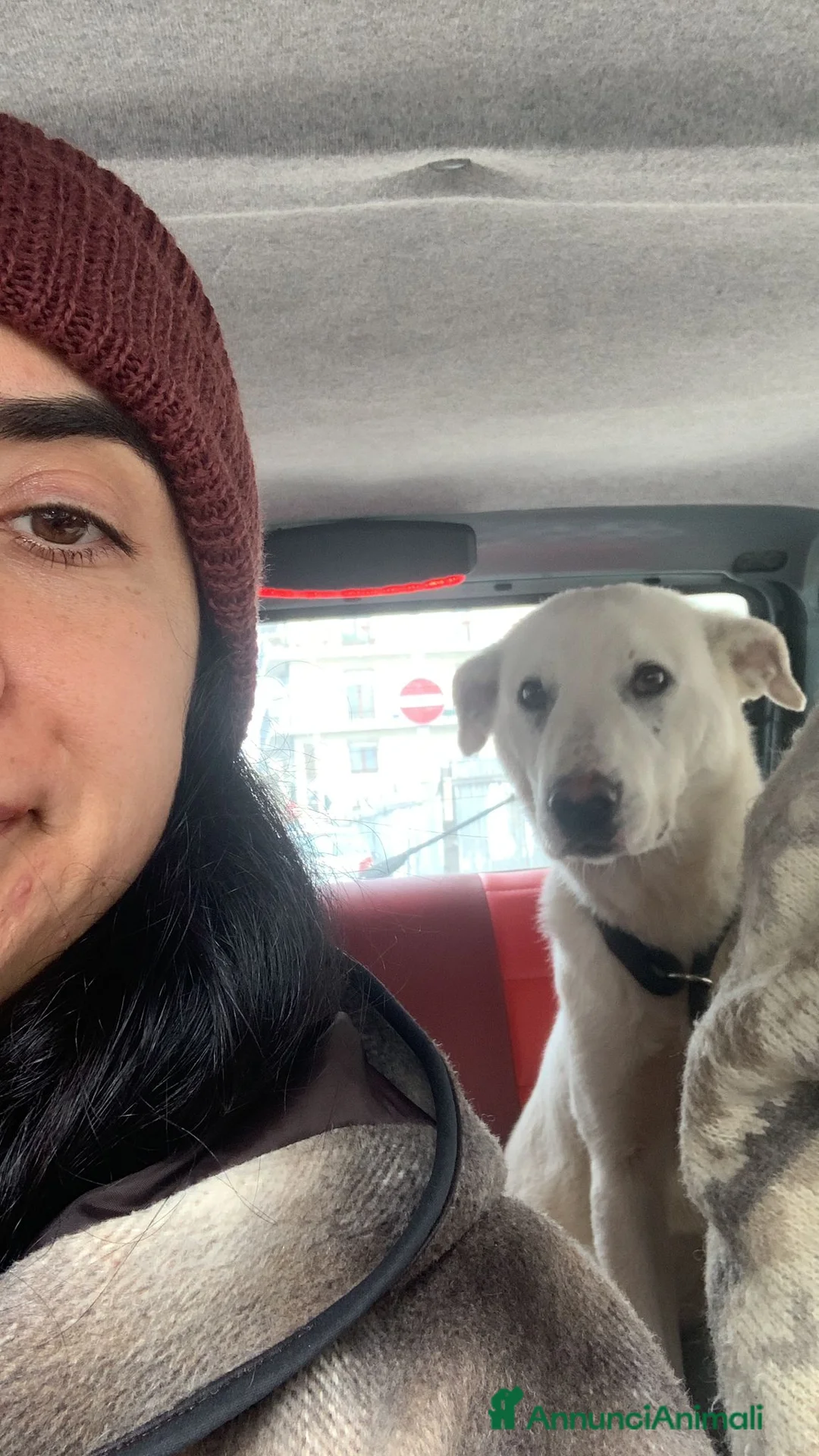 Meticcio cani in regalo: Chiara metticio socievole  - Annuncio 3