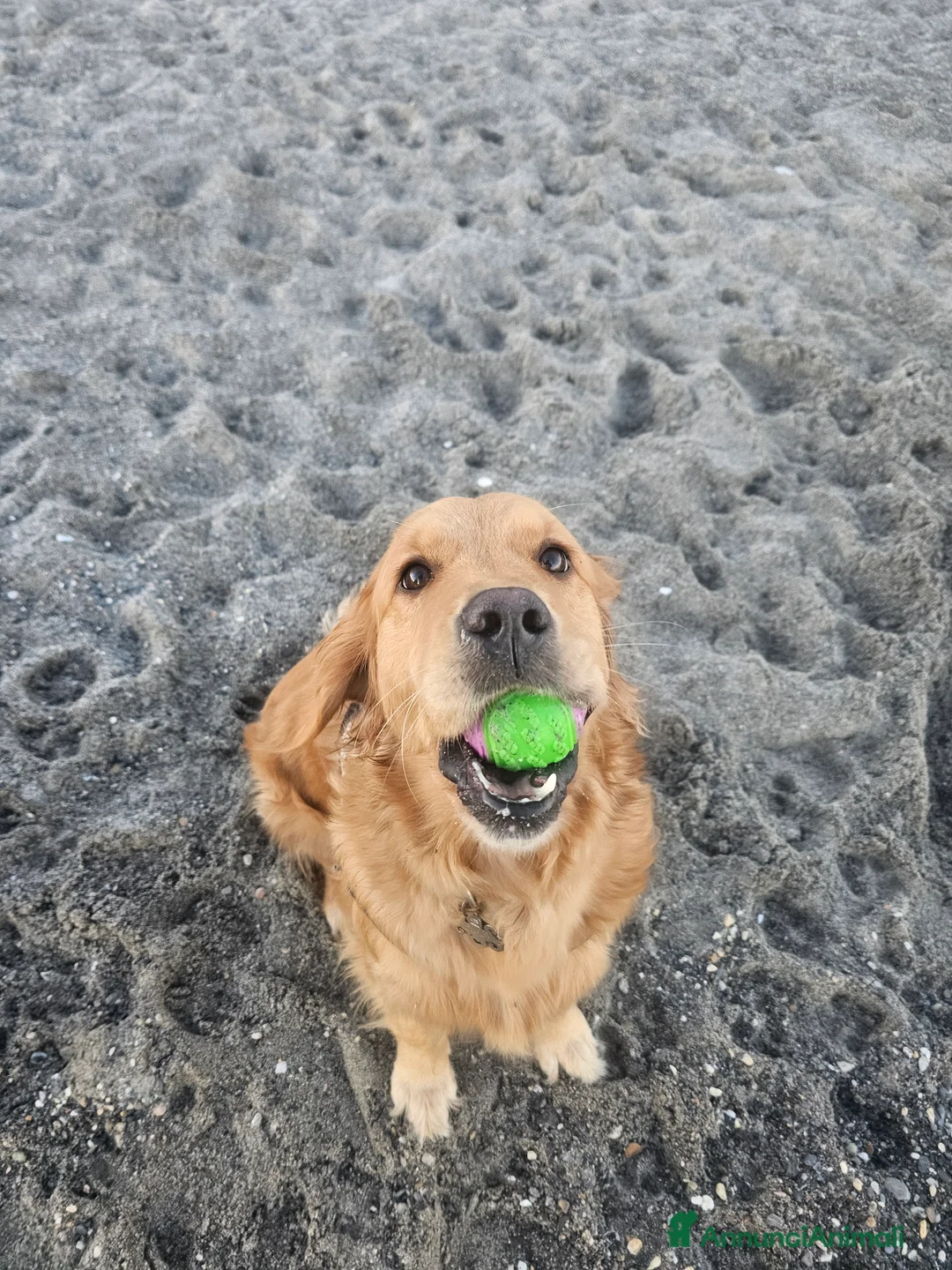 Golden Retriever cani in vendita: CUCCIOLI GOLDEN RETRIVER AMERICANI  - Annuncio 2
