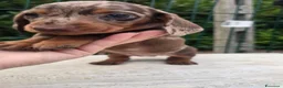 Bassotto cani in vendita: Bassotti arlecchino - Annuncio 7