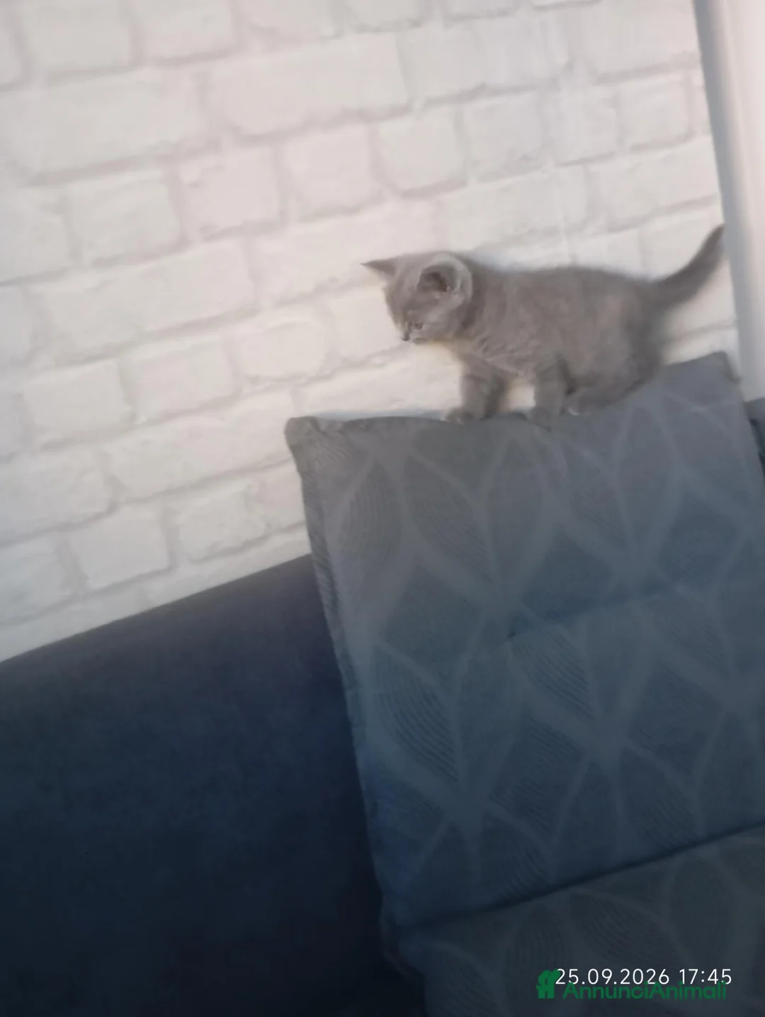 British gatti in vendita: Gattini British shorhair in prenotazione  - Annuncio 2