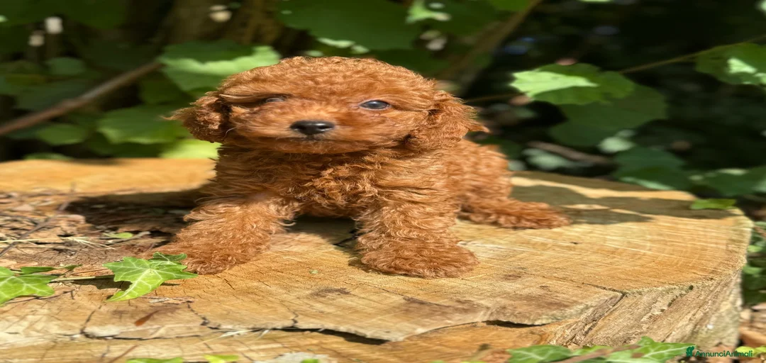 Immagine della galleria {{count}}