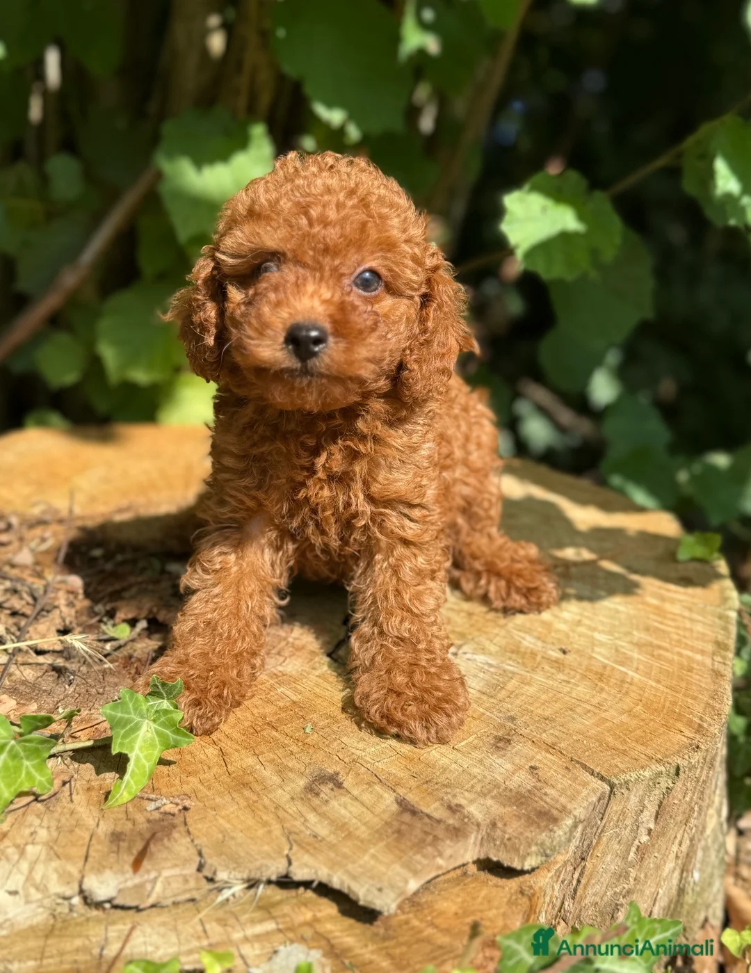 Immagine della galleria {{count}}