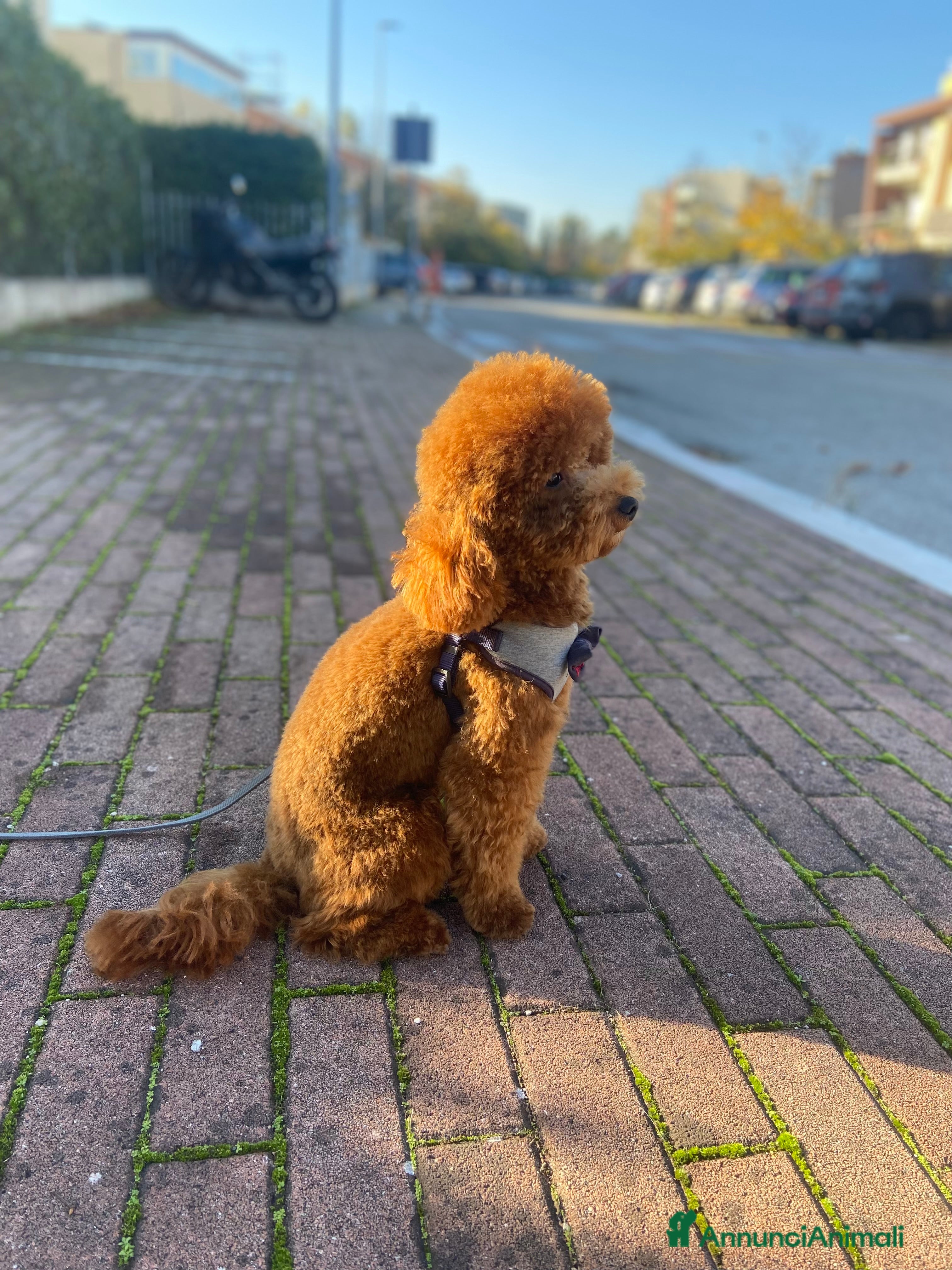 Barboncino cani Barboncino per monta  - Annuncio 25