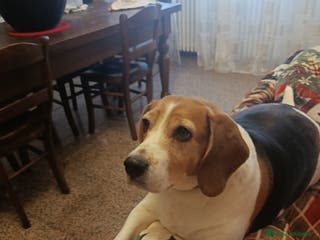 Beagle cani Beagle Perla - Annuncio 20