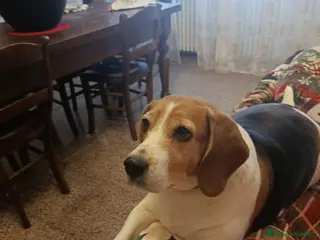 Beagle cani Beagle Perla - Annuncio 25