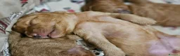 Barboncino Toy cani in vendita: Barboncini toy red disponibili - Annuncio 5