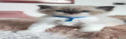 Ragdoll gatti in vendita: stupendo cucciolo ragdoll con pedigree ministerial - Annuncio 4