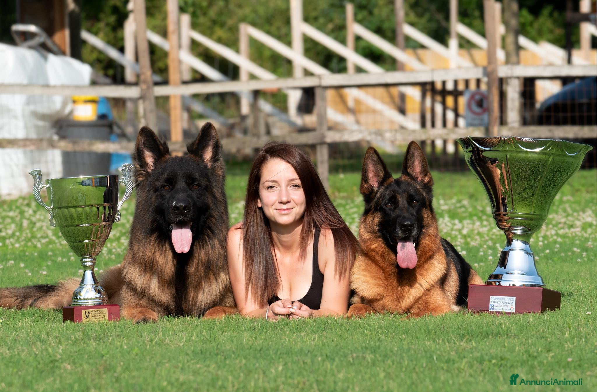 Pastore Tedesco cani Allevamento di Terra Scura a Provincia di Salerno - Annuncio 3