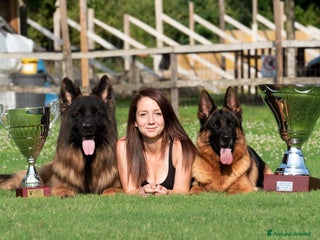 Pastore Tedesco cani Allevamento di Terra Scura a Provincia di Salerno - Annuncio 20