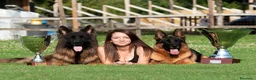 Pastore Tedesco cani in vendita: Allevamento di Terra Scura a Provincia di Salerno - Annuncio 1