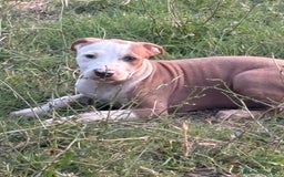 Pitbull cani in vendita: American Pitbul terrier UKC a Provincia di Rieti - Immagine 4