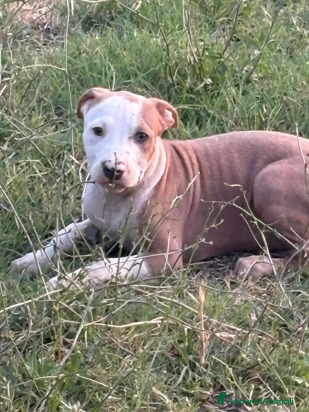 Pitbull cani in vendita: American Pitbul terrier UKC a Provincia di Rieti - Immagine 4