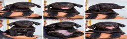 Meticcio cani in regalo: Cucciolo di taglia media piccola  - Annuncio 1