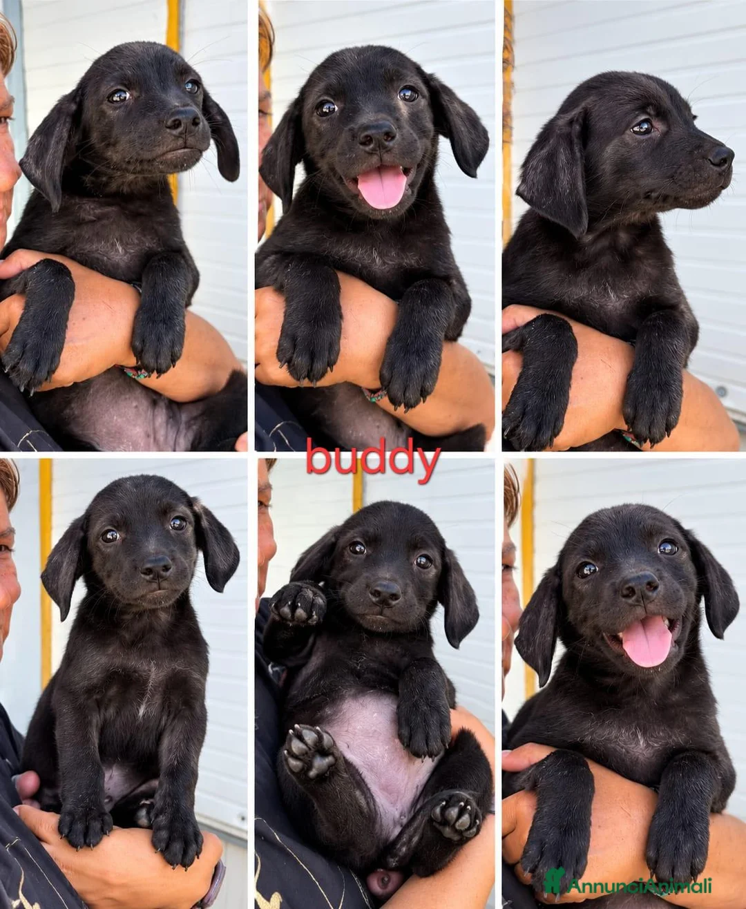 Meticcio cani in regalo: Cucciolo di taglia media piccola  - Annuncio 1
