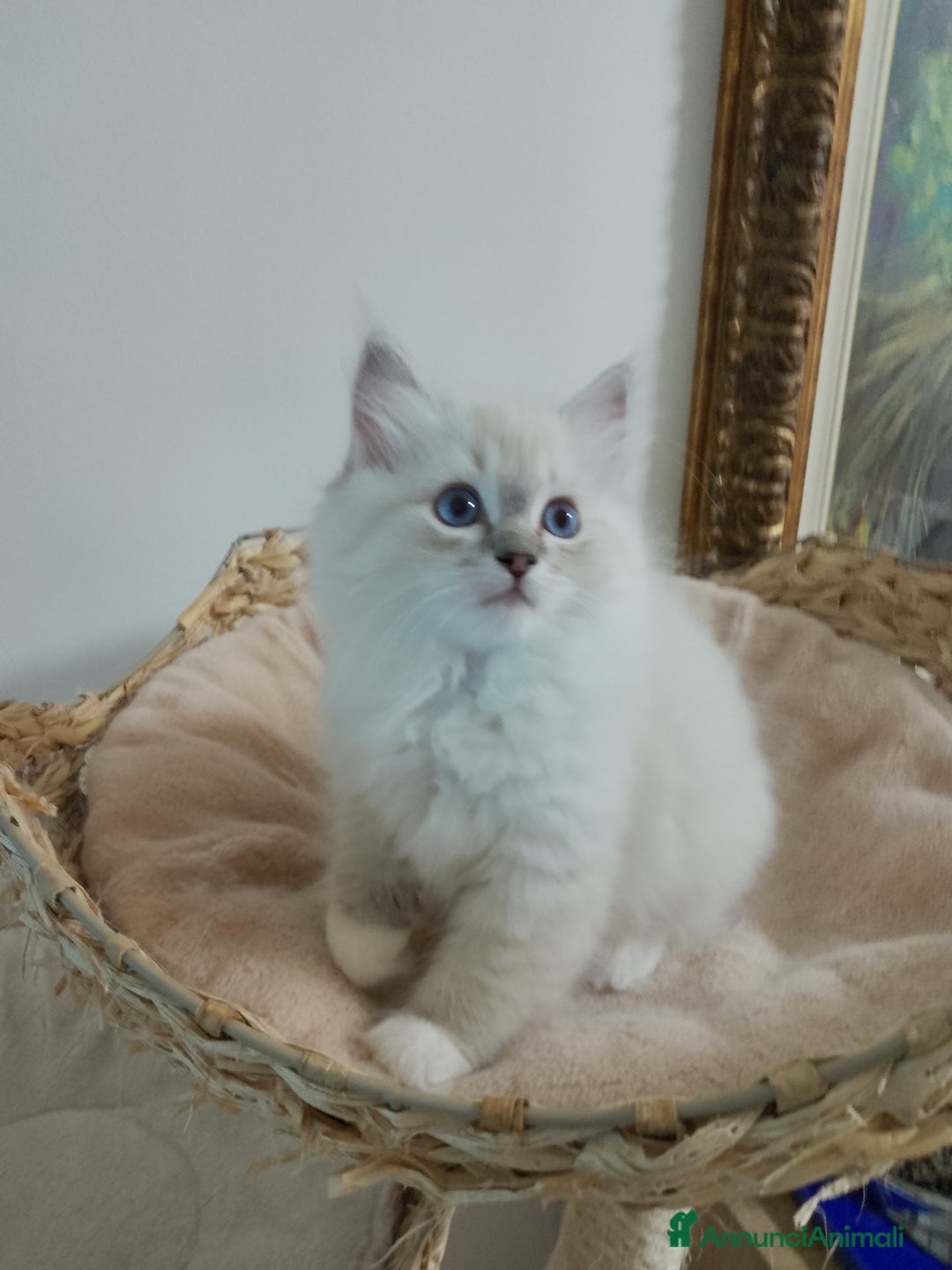 Ragdoll gatti in vendita: Bellissimi cuccioli Ragdoll  a Provincia di Bergamo - Annuncio 6