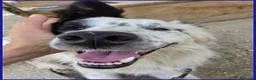 Border Collie cani in regalo: NOVELLO CUCCIOLONE 1 ANNO SIMIL BORDER, MERAVIGLIA - Annuncio 5