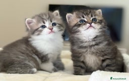 Siberiano gatti in vendita: Gattini siberiani e neva masquerade  - Immagine 1